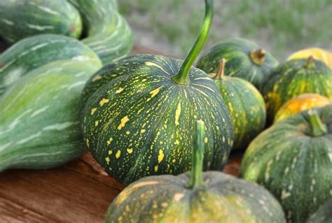 Seminole Pumpkin (Curvita Maschata) | South Seminole Farm and Nursery