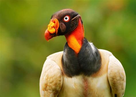 34 King Vulture Facts: World's Most Colorful Vulture (Sarcoramphus papa) | Storyteller Travel