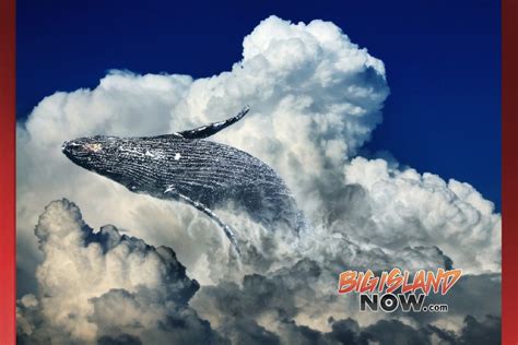 Hawai‘i’s Humpback Whale Season Begins : Big Island Now