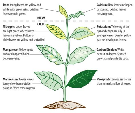 plant-nutrients-2-346 - The Plant Guide