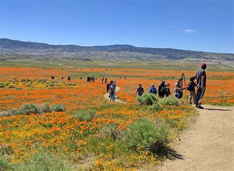 Antelope Valley Flowers 2020 / 1 - Centered on the flood control channel provided for lincoln's ...