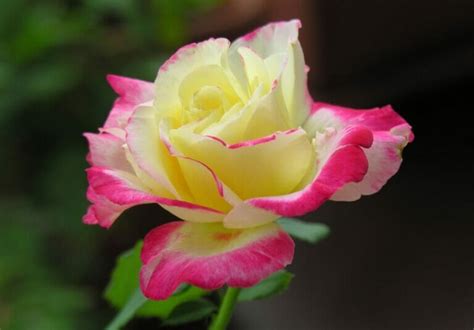 The Most Fragrant Roses for Your Garden: A Comprehensive Guide - Petal Republic