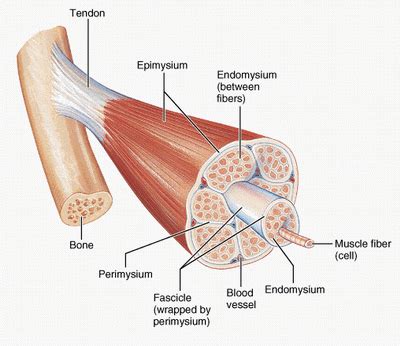 Skeletal muscle fiber - human anatomy organs