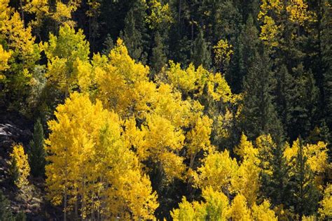 Colorado Aspen Autumn Fall Colors Stock Image - Image of scenic ...