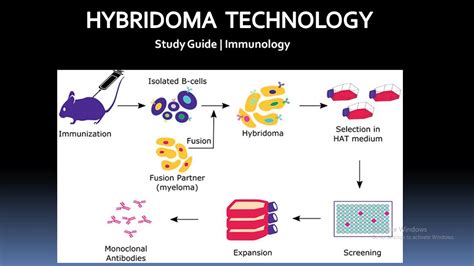 Hybridoma Technology | Immunology| Study guide - YouTube