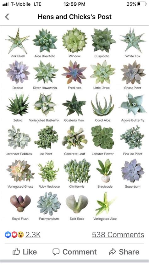 Pin by Diseased on PLANTZ | Types of succulents plants, Succulent ...