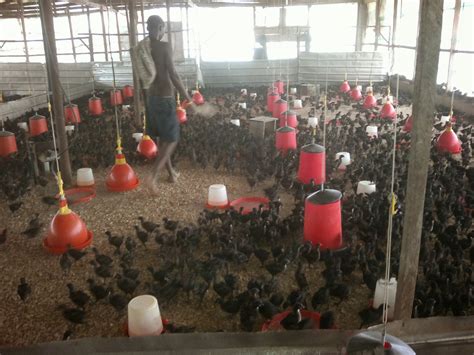 Litter Flooring In Poultry Farm | Viewfloor.co