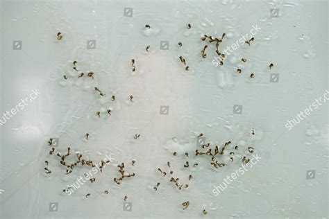 Aedes Aegypti Mosquito Larvae Which Transmit Editorial Stock Photo ...