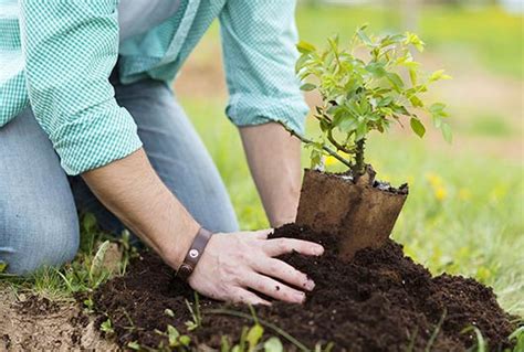 Fruit Trees - Home Gardening Apple, Cherry, Pear, Plum: Planting New ...