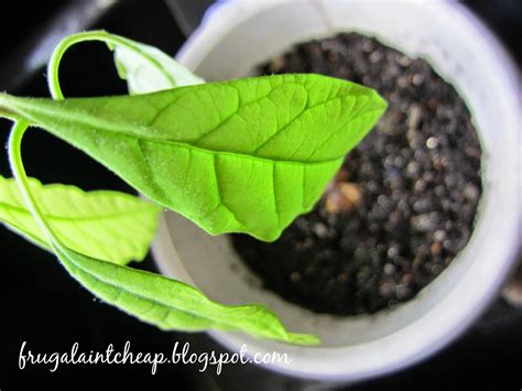 Frugal Ain't Cheap: Avocado plant (potting and maintenance)