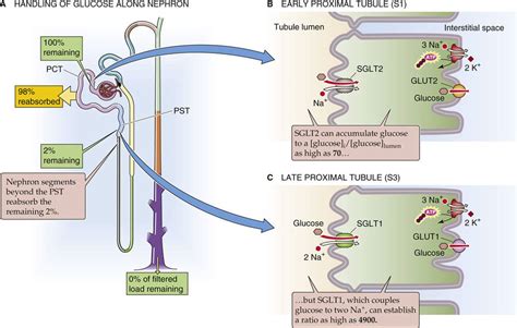 Proximal Convoluted Tubule Transport