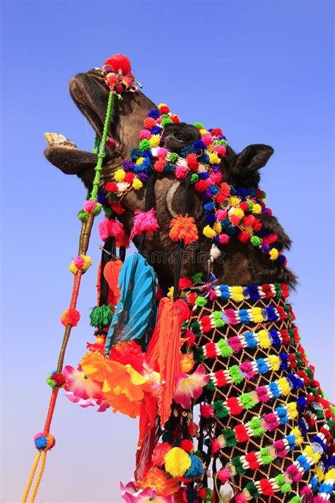 Portrait of Decorated Camel at Desert Festival, Jaisalmer, India Stock ...