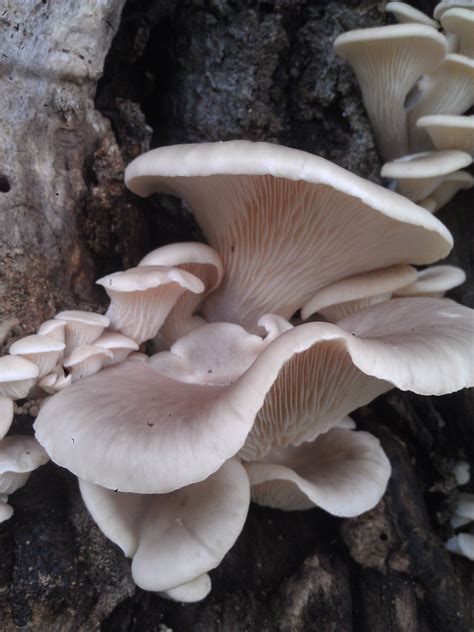 edible oyster? - Mushroom Hunting and Identification - Shroomery ...