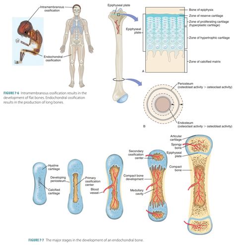 Describe the Process of Bone Formation