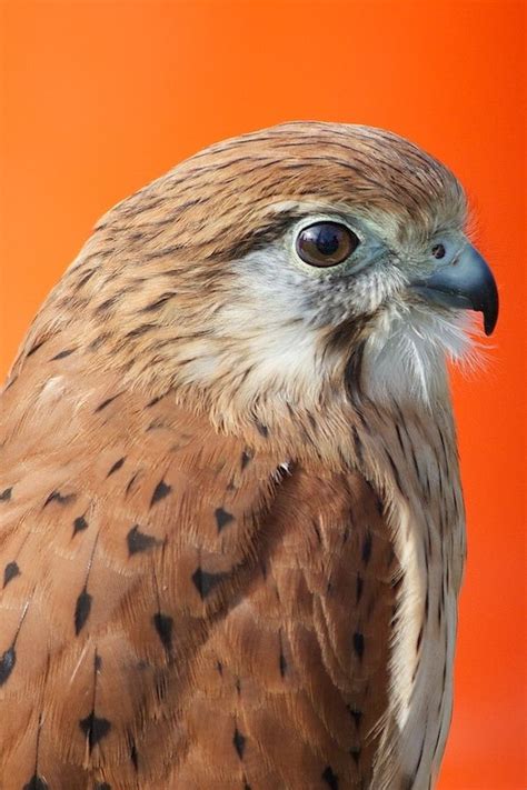 Falcon, bird of prey, beautiful and amazing to watch when hunting. Love Birds, Beautiful Birds ...