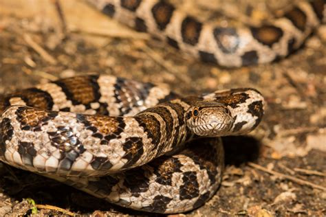 Indiana Snakes: Identifying Venomous & Non-Venomous Species