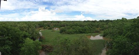 Kuala Selangor Nature Park - Rainforest Journal