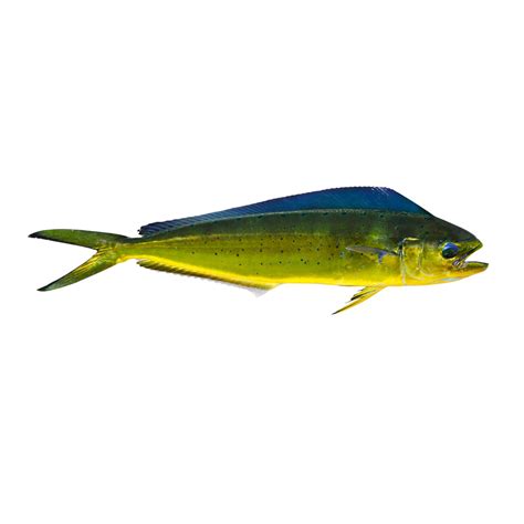 Fresh Mahi Mahi – Hilo Fish Co.