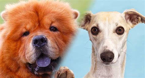 Quiet Dog Breeds – The Dogs Least Likely To Bark And Whine