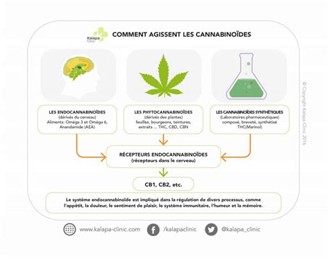 Qu'appelle t-on cannabinoïdes? | Kalapa Clinic