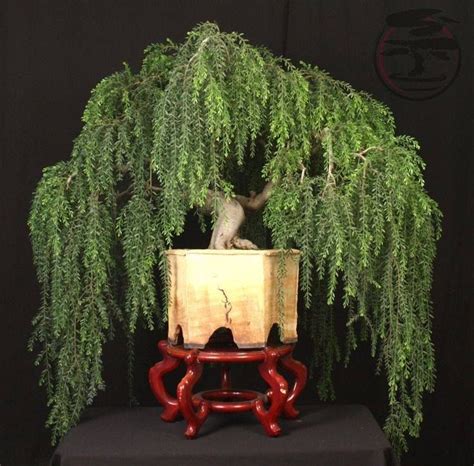 Pin by philkam on Bonsai, Saikei, Ikebana, Chojubai, Kokedama, Penjing & Koke | Bonsai styles ...