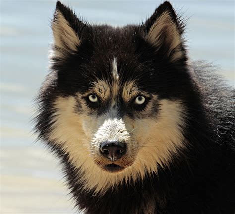 Glandes anales du chien : rôles et maladies