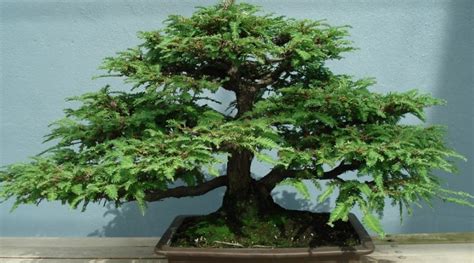 Sequoia Bonsai Tree - Everything You Need To Know