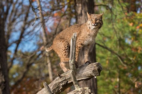 Top Native Georgia Animals