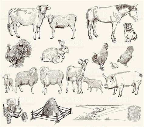 farm animals. set of vector sketches on a white background | Sheep illustration, Animal sketches ...