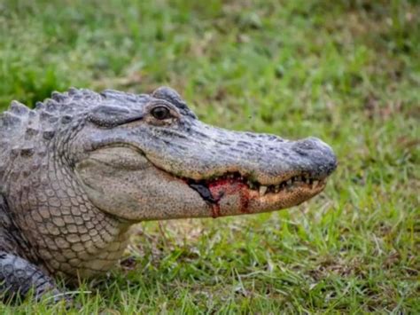 'I heard a scream': Alligator bites Florida man's face in extremely ...