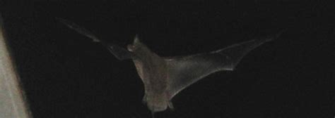 How do bats use echolocation?