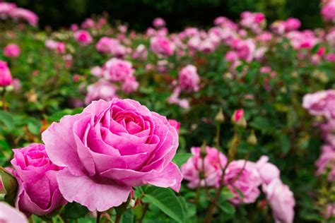 Tips for pruning roses | Better Homes and Gardens