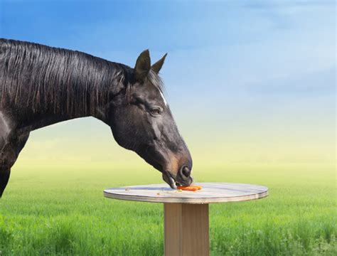 Horse Diet - Feeding Naturally - Greenpet