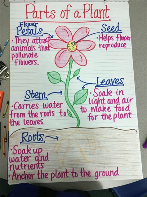 Teaching plant life cycle? Check out these creative and easy ways to ...