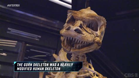 Star Trek: Discovery: Saru Anatomy, Gorn Skeleton Info From After Trek ...