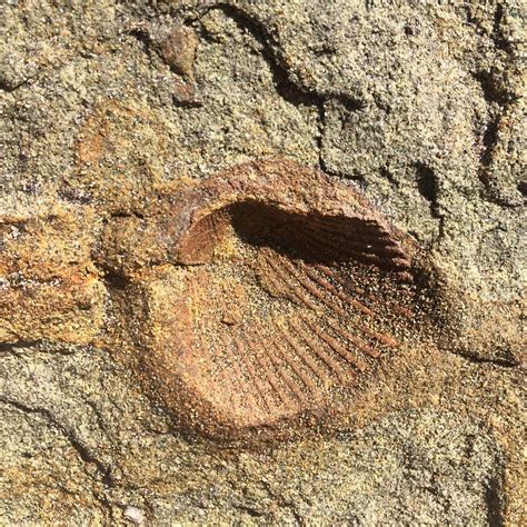 Fossil Hunting In Oregon: Where To Find (And Dig) Your Own Fossils ...