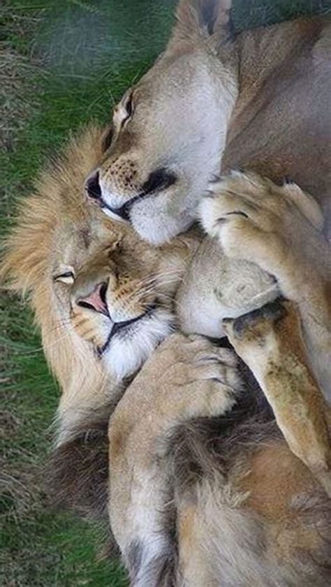 NEVER ENOUGH HUGS... Beautiful Lion, Animals Beautiful, Big Cats ...