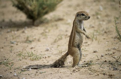 Cape ground squirrel - Stock Image - Z918/0235 - Science Photo Library