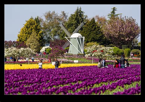 Tulip Festival | RobsBlogs