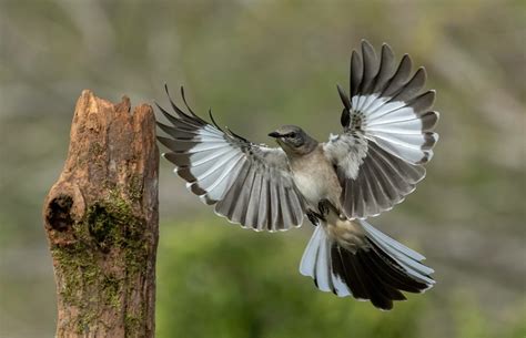 Texas Lifestyle Series | The State Bird of Texas | Northern Mockingbird ...