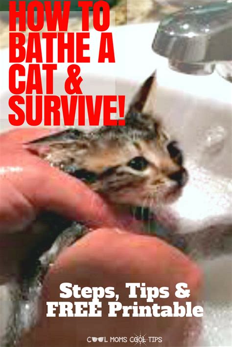 How to Bathe A Cat And Survive! Process and Supply List Printable - Cool Moms Cool Tips | Cats ...