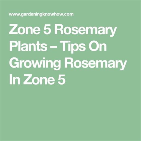 Cold Hardy Rosemary: Rosemary Varieties For Zone 5 Gardens | Rosemary plant, Growing rosemary ...