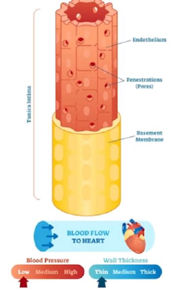 Types of Capillaries: Continuous, Fenestrated & Sinusoidal - Lesson | Study.com