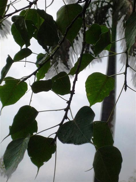 First rain clouds and drizzle Photograph by Pradeep Maheshwari | Fine Art America