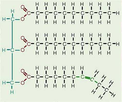 Triglycerides Diagram | Quizlet