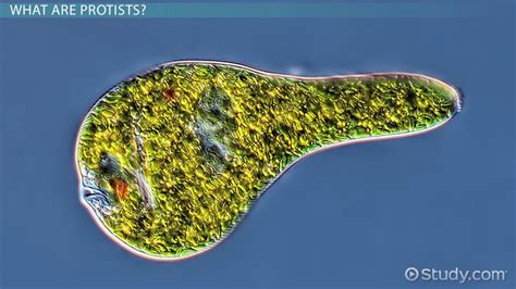 Harmful Protists: Definition, Effects & Examples - Video & Lesson Transcript | Study.com