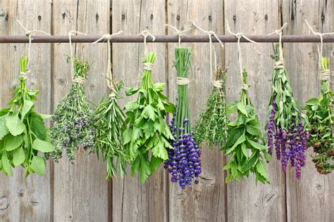 How to Dry Herbs the Right Way - Plant Instructions