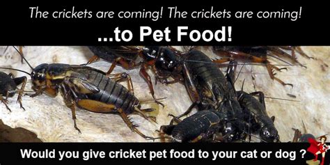 It’s Coming…Pet Food made with Crickets – Truth about Pet Food