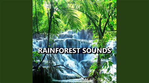 Rainforest Sounds - YouTube