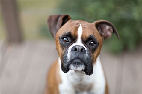 Boxer: Full Profile, History, and Care